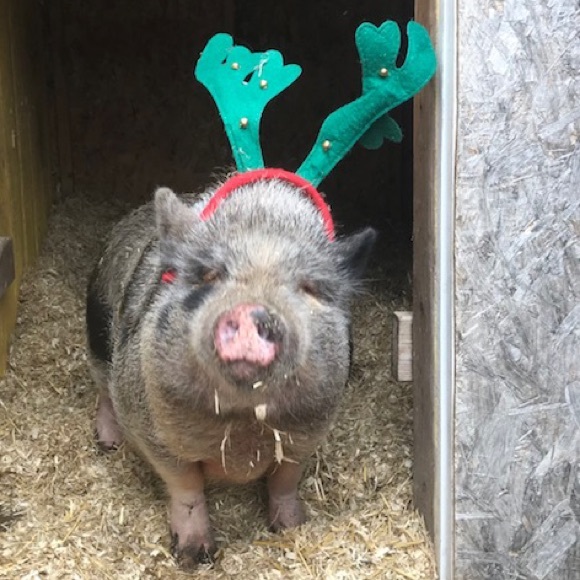 Meet your Posher, Jessica - Picture 6 of 8